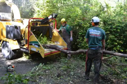 tree services Reidsville